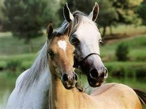 A white horse and a tan horse standing close with their necks around each other
